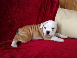 Beautiful Kc Registered English Bulldog For Sale
