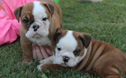 Beautiful English Bulldog Puppies for sale