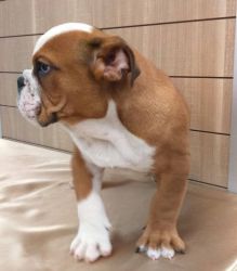 Another cutest English Bulldog for sale to lovers