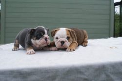 Standard Coloured Male And Blue Tri Male Puppies