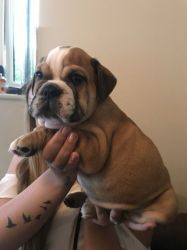 Quality Kc Reg Bulldog Pups, Health Tested Parents