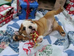 Kc Registered Male Bulldogs-ready To Leave