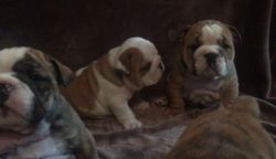 Kc Registered British Bulldog Puppies