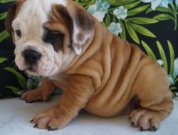 Beautiful English Bulldog Puppies For Sale