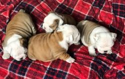 Adorable English Bull Dogs for newly and happy homes