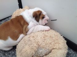 Stunning British Bulldog Puppies For Sale