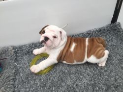 Red And White English Bulldog Puppies Carriers