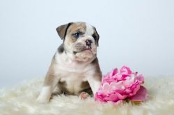British Bullpei Puppies For Sale