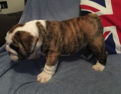 Kc British Bulldog Puppies Chipped,wormed Ready To
