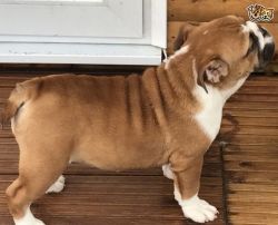 1 Red And White Kc Reg Bulldog Puppy For Sale