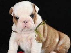 English Bulldog puppies ready for adoption (xxx) xxx-xxx5