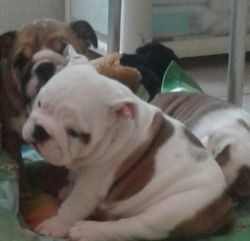 Stunning English Bulldog puppies for sale