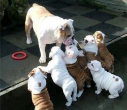 Beautiful AKC English Bulldog Puppies