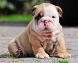 dvfsgs English Bulldogs puppies available ready to go