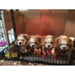 Male And Female English Bulldog Puppies. KC Registered