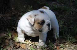 Male/Female English Bulldog puppies For Adoption