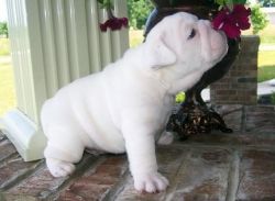 Englidh bulldog puppies now available for sale