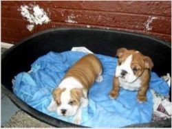 English & french Bulldog Puppies for homes-(xxx) xxx-xxx9x