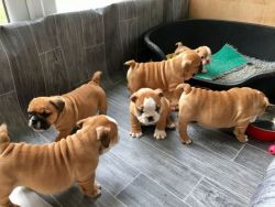 High quility English Bulldog Puppies Available
