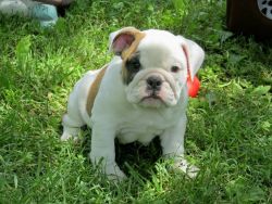 Pedigree English Bulldog for adoption
