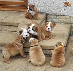 Adorable British bulldog puppies Text us at: ( xxx-xxx xxx2 )
