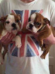 British Bulldog Puppies not For Sale