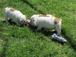 Cute English bulldog puppies for adoption txt (xxx) xxx-xxx4