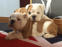 Gregarious AKC English Bulldog Puppies Available