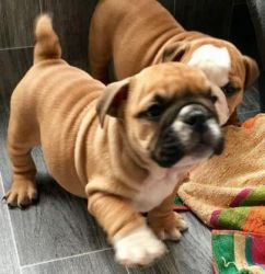 Lovely and healthy English Bulldog Puppies