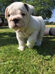 Cute 1 male and 1 female English bulldogs puppies for sale