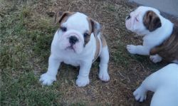 Extremely gorgeous M&F English bulldog puppies for sale