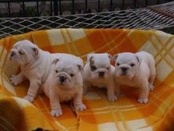 AKC English bulldog pups available now- (xxx) xxx-xxx9