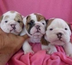 English Bulldog Puppies,(xxx) xxx-xxx9