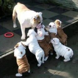 Top quality English Bulldog puppies