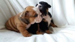 Rare Coloured English Bulldog Puppies