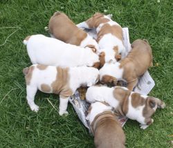 4 English bulldog puppies