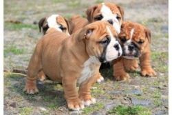 Gorgeous English Bulldog puppies