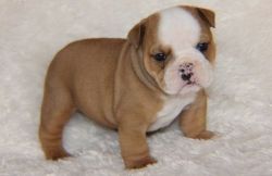 AKC quality English Bulldog Puppy for adoption!!!