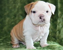 Cute And Lovely English Bulldog Puppies