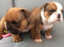 Gorgeous English Bulldog puppies available (xxx) xxx-xxx3