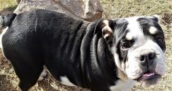 Rare Black Tri AKC English Bulldog Male Puppy-Reduced Price!