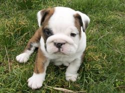 Adorable English Bulldog for adoption