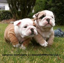 Top Quality Male and Female English Bulldog Pups