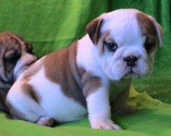 Well trained English bulldog puppies for your christmass