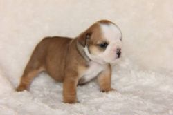 Just in time for Christmas! English Bulldog puppies