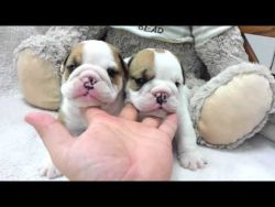 English Bulldog puppies for rehoming contact xxxxxxxxxx