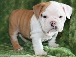 Stunning English Bulldog puppies at Affordable Price