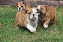 English Bulldog Pups Available for Adoption