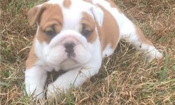 Admirable English Bull dog Puppies Ready To Live Now