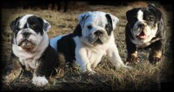 Lovely AKC Egnlish Bulldog Puppies
